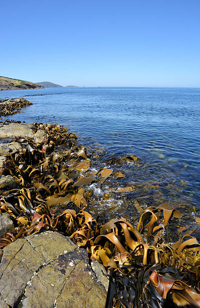 istock Beach Water in Bruny Island, 183824339
