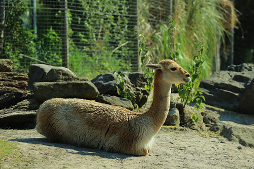 A domesticated pack animal of the camel family found in the Andes, valued for its soft woolly fleece.