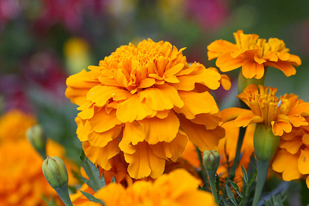 istock Orange marigold flowers 183824375