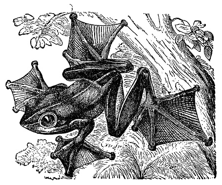 A Borneo Flying Frog (rhacophorus borneensis). Vintage etching circa 19th century.
