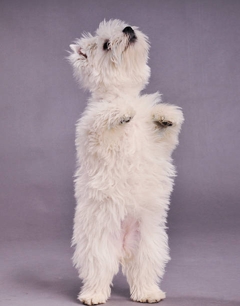 istock West Highland Terrier rearing and looking up 183824613