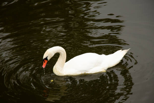 istock One white swan swims along the Dnieper river in Ukraine 1838247136