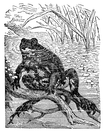 A European Fire-bellied Toad (bombina bombina). Vintage etching circa 19th century.