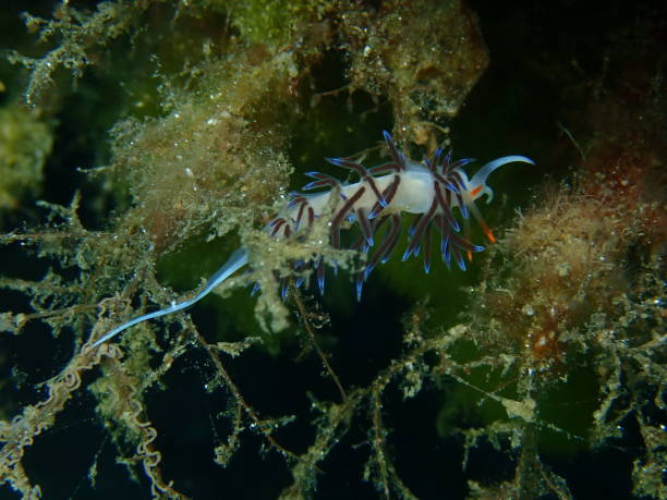 istock Sea slug pilgrim hervia (Cratena peregrina) lay eggs undersea, Aegean Sea 1838249244