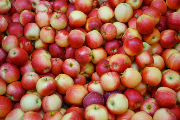 istock Fresh picked honey crispy apples as food background 1838249446