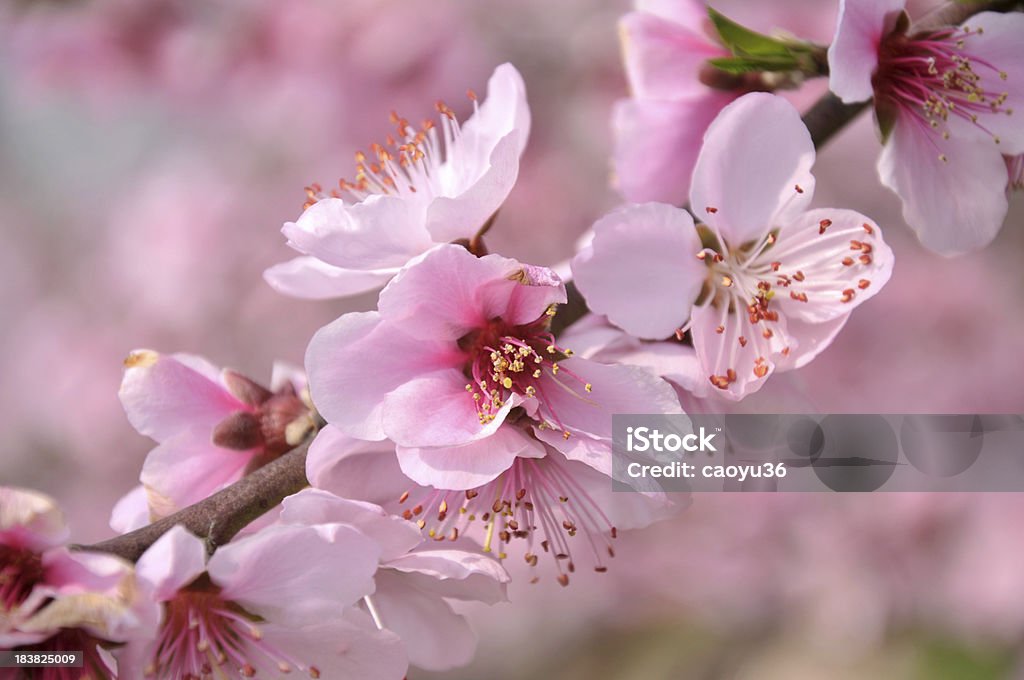 Nahaufnahme von peach blossom - Lizenzfrei Baum Stock-Foto