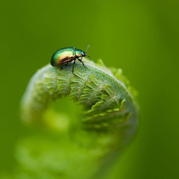 Blossoming fern with green shiny beetle