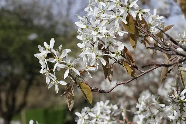 Amelanchier lamarckii is a pretty if understated white-flowered bush with brown leaves. Alternative names are serviceberry and Juneberry. In the UK it is ornamental and looks attractive in gardens and woodland. Close up of the white blossom in spring (April, south of England).