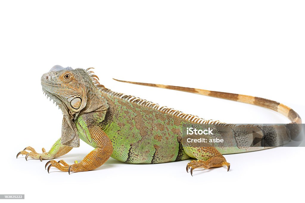 Iguana Isolated on White Single green iguana on white Iguana Stock Photo