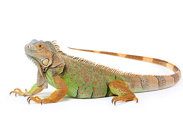 Iguana Isolated on White Single green iguana on white reptile stock pictures, royalty-free photos & images