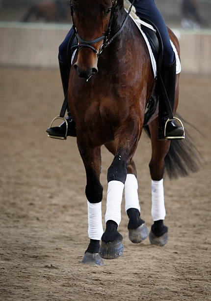 istock Trotting dressage 183825235