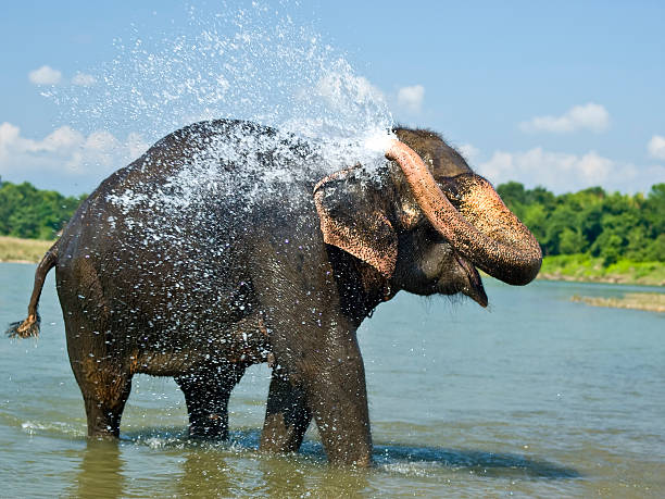 shower "Elephant taking the shower in the river, Chitwan National Park, Nepal" chitwan national park photos stock pictures, royalty-free photos & images