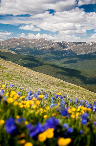 Ten Mile Range and Mountain Wildflowers "Blurred mountain wildflowers in the foreground and part of Ten Mile Range in Summit County, Colorado in the background." tenmile range stock pictures, royalty-free photos & images