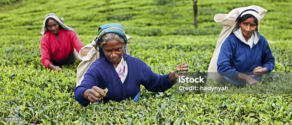 Tamil Chá pickers, Sri Lanka - Royalty-free Adulto Foto de stock