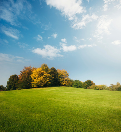 Beautiful green grass in a park with trees and a blue sky.