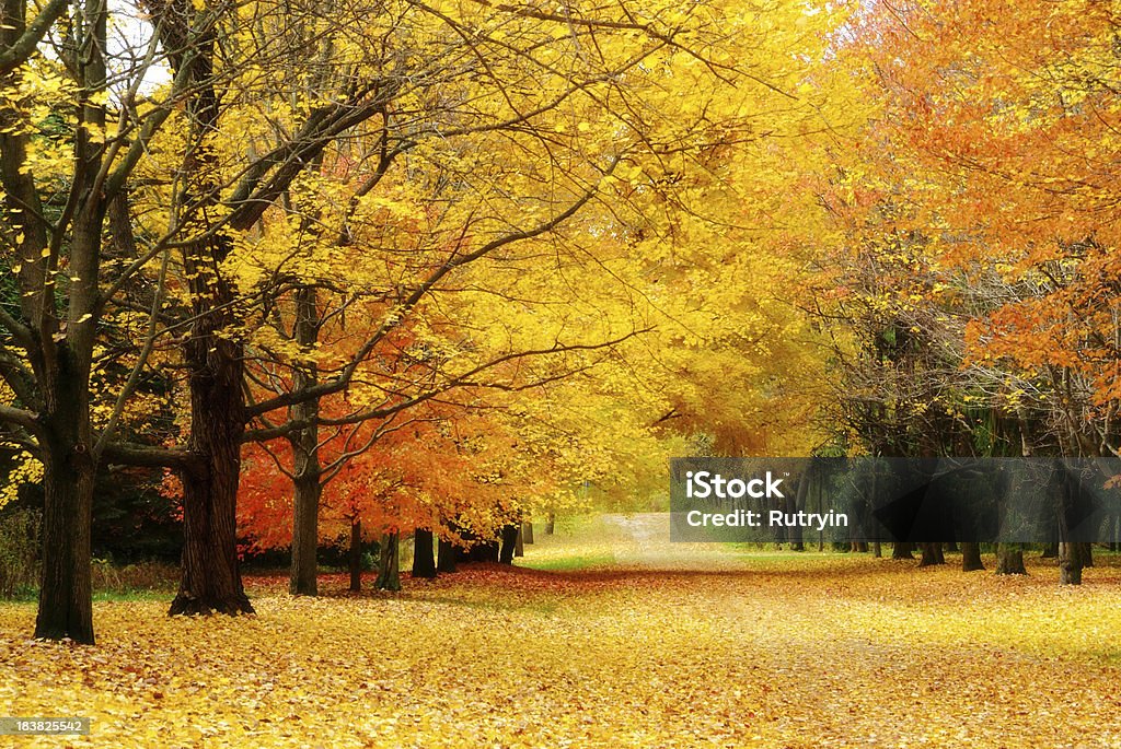 Colorful autumn trees line leaf covered lane road covered in leaves during the fall. Autumn Stock Photo