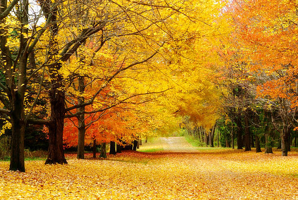 Colorful autumn trees line leaf covered lane stock photo