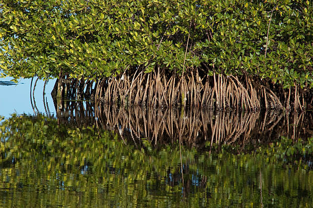 Florida Mangrove Swamp Black mangroves reflected in the still waters of Ding Darling National Park.  A tranquil setting in a very delicate ecosystem.  A birders paradise. ding darling national wildlife refuge stock pictures, royalty-free photos & images