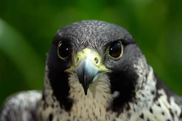 Photo of Close-up of Captive Peregrine Falcon