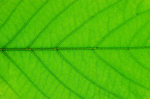close up on green leaf texture background