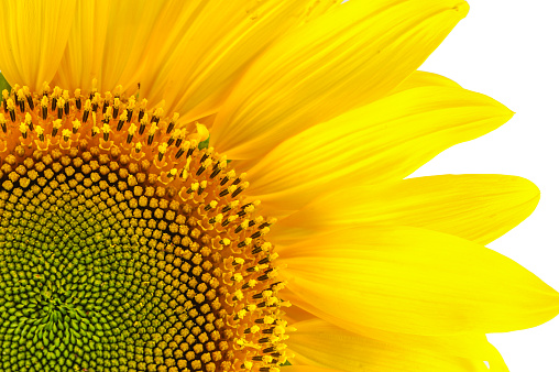 close up on sunflower isolated on white background