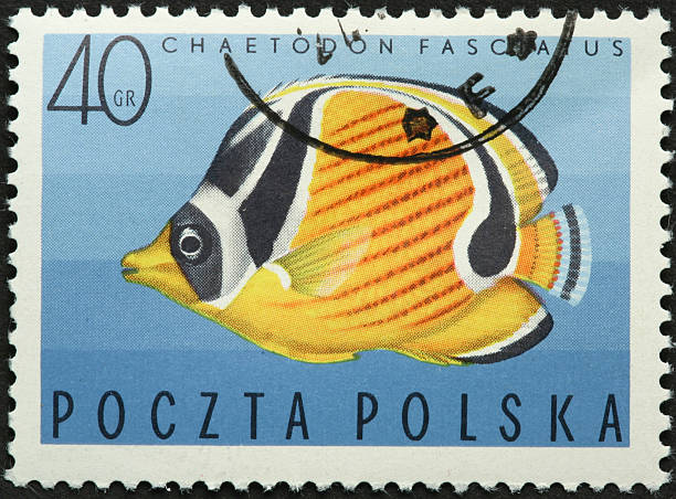 istock yellow and black tropical fish on a Polish postage stamp 183825860
