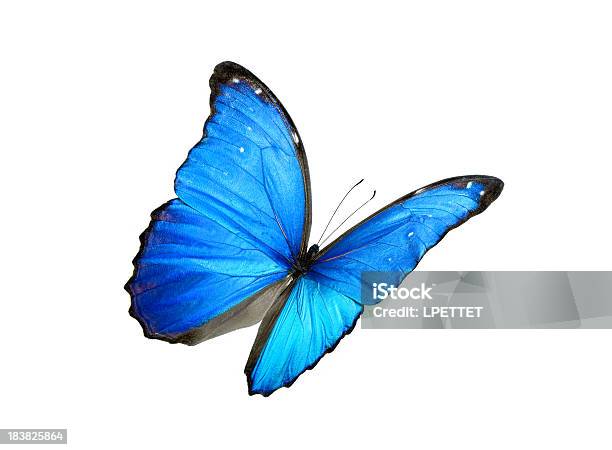 Celeste Común Con Bordes Negros Foto de stock y más banco de imágenes de Mariposa - Lepidópteros - Mariposa - Lepidópteros, Azul, Recortable