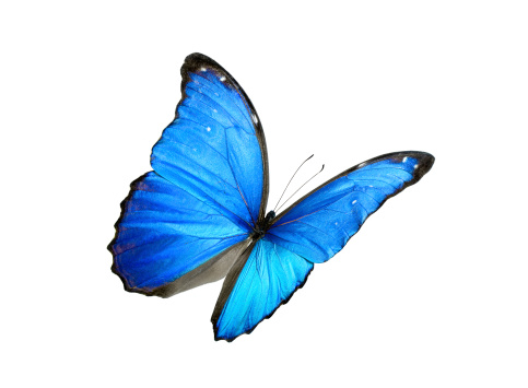 Beautiful bright blue butterfly isolated on a white background with spread wings.