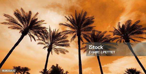 ヤシの木 - カリフォルニア州のストックフォトや画像を多数ご用意 - カリフォルニア州, カリフォルニア州パームスプリングス, カリフォルニア州南部