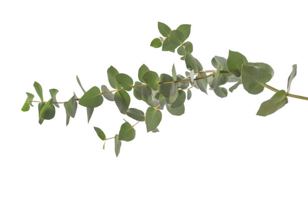 istock Eucalyptus sprig isolated on a white background. 1838258840