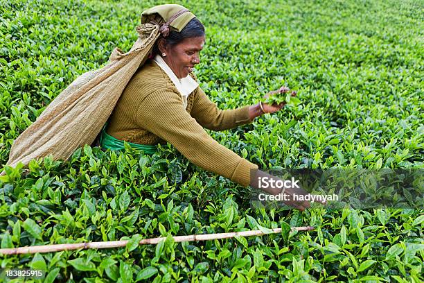 Selettori Tamil Tè Sri Lanka - Fotografie stock e altre immagini di Adulto - Adulto, Agricoltura, Agricoltura biologica