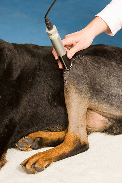 cão a laserterapia após cirurgia do joelho - animal leg imagens e fotografias de stock