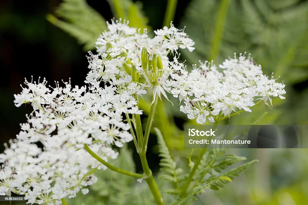 Giardino Cerfoglio (Anthriscus cerefolium - Foto stock royalty-free di Ambientazione esterna