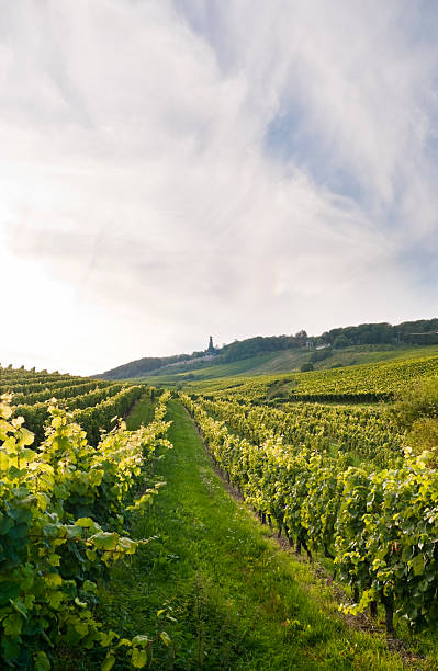Vineyard in Germany, Rheingau
