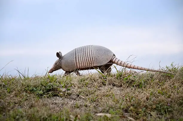 A Nine-banded Armadillo trots along the wetlands in the Savannah River NWR on the Georgia and South Carolina border