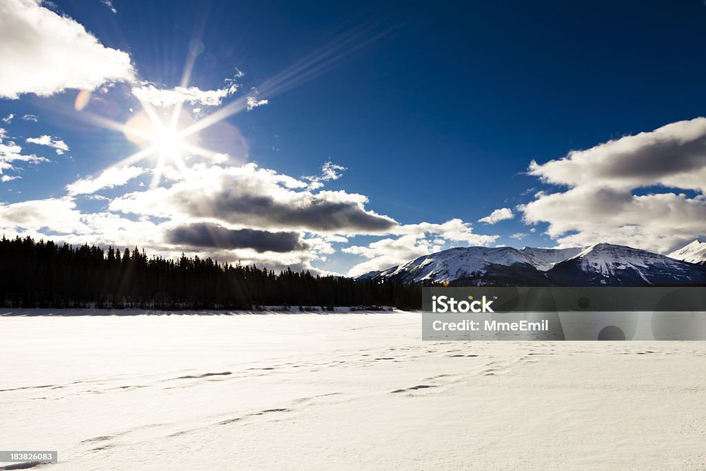 Inverno - Royalty-free Abeto Foto de stock