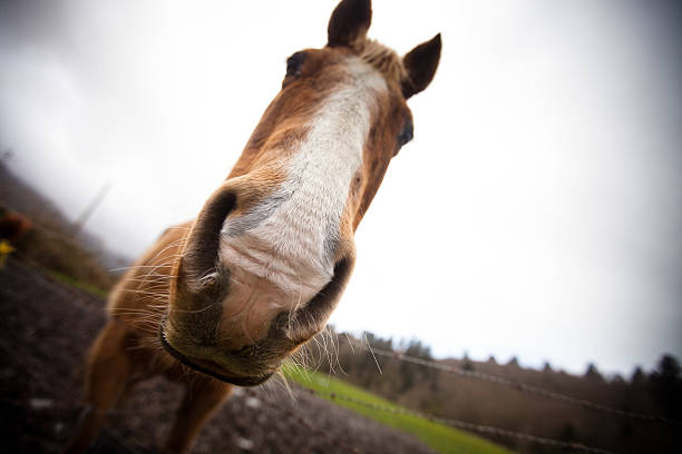 istock Wide-Angle Close Up of Horse 183826357