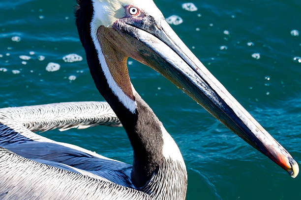 istock Motion shot of wild pelican 183826479
