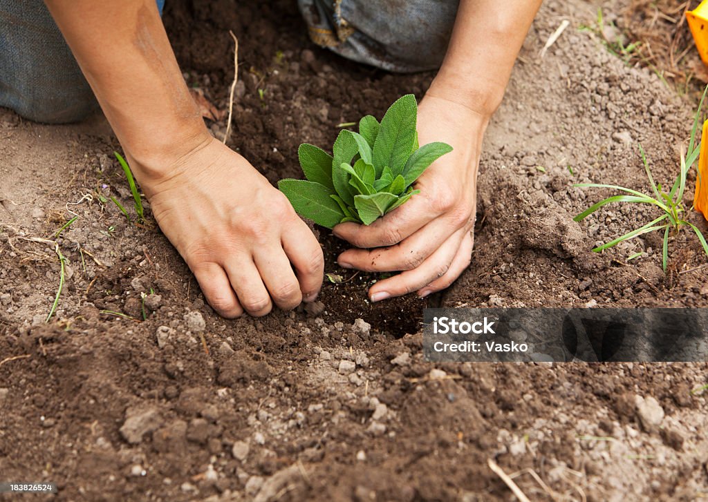 Close-up of someone planting a sage into the ground Picture of hands working in a garden. Agriculture Stock Photo