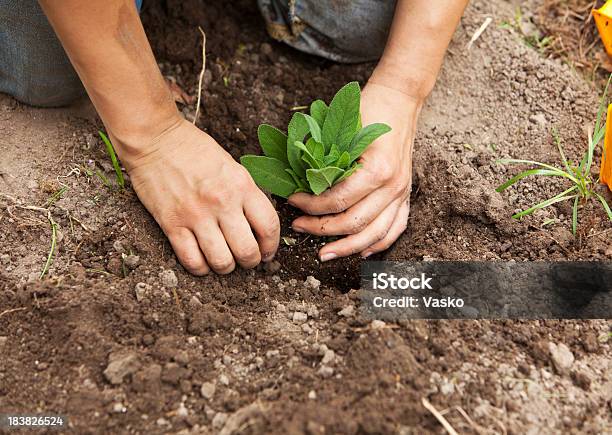 Closeup Of Someone Planting A Sage Into The Ground Stock Photo - Download Image Now