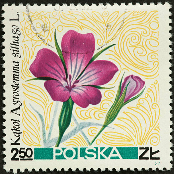 istock purple corncockle flower on a Polish postage stamp 183826606
