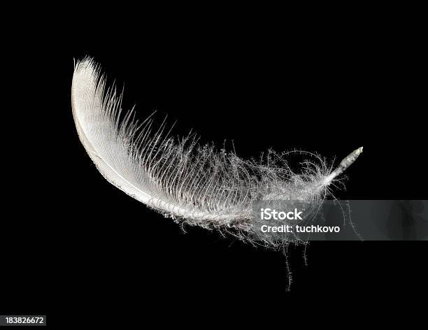 Blanco De Pluma Foto de stock y más banco de imágenes de Animal - Animal, Barba - Pluma de ave, Blanco - Color