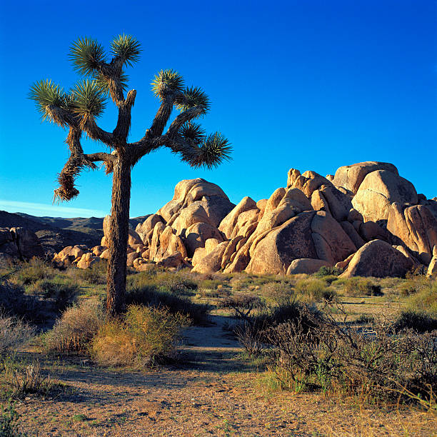 istock Joshua Tree near Boulder Outcrop, California 183826814