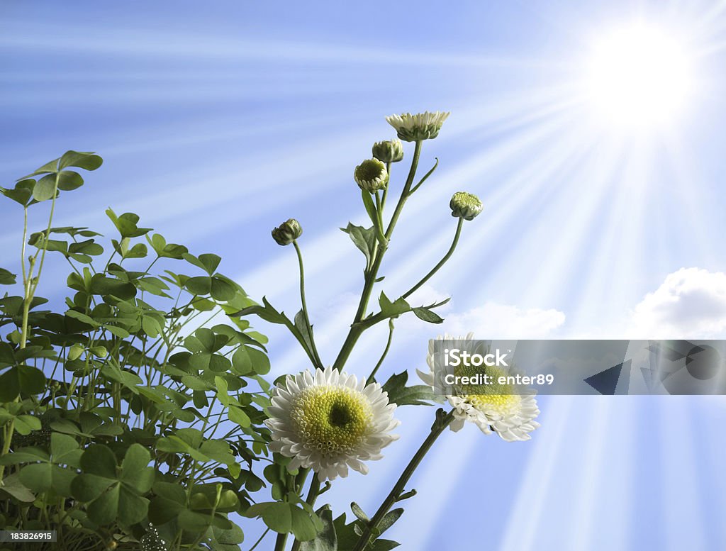 Clover and Daisy Clover and Daisy flower in the Sunbeam Backgrounds Stock Photo