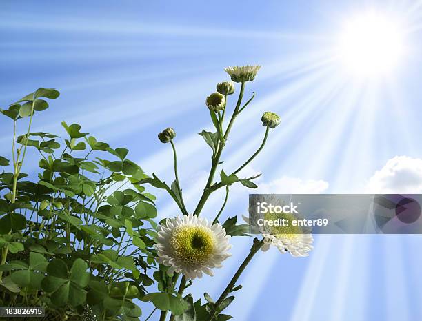 Clover And Daisy Stock Photo - Download Image Now - Backgrounds, Blue, Botany