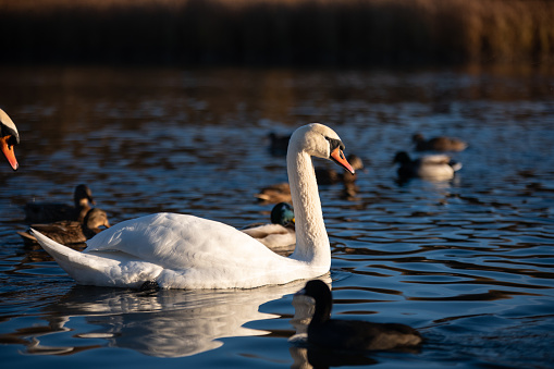 Mute swan floating on lake surface during sunset.Waterbird in pond and golden hour.Beautiful british nature.