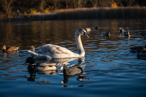 Mute swan drying its wings.