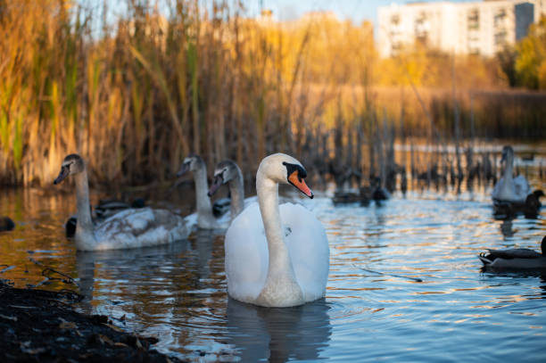 istock A swan gracefully swimming on the lake 1838272507