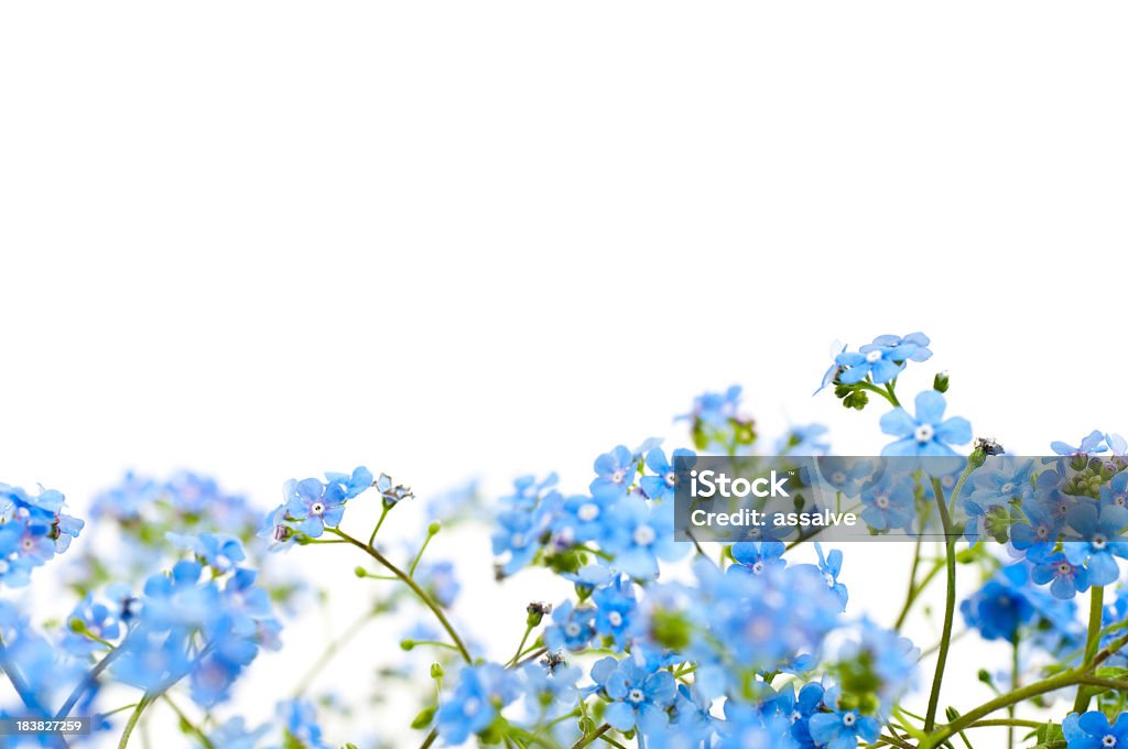 Field of blue forget me nots on a white background with copy space to add your love declaration Flower Stock Photo