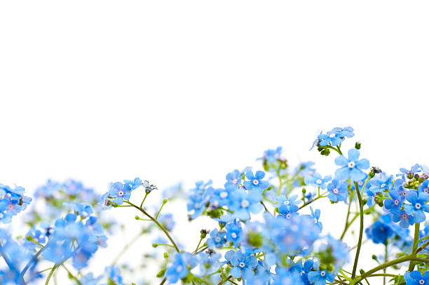 Field of blue forget me nots on a white background with copy space to add your love declaration forget me not stock pictures, royalty-free photos & images